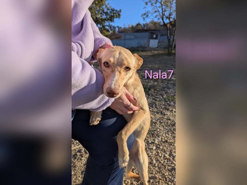 Nala7 geb. 11/2024 (ESP) - fröhliche und verschmuste Podenco Maus sucht ihre eigene Familie!