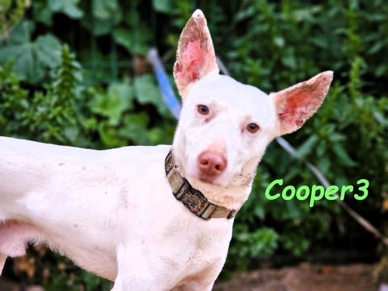 Cooper3 geb. 03/2022 (ESP) - lieber, aktiver und anhänglicher Podenco-Bub sucht ein Zuhause!