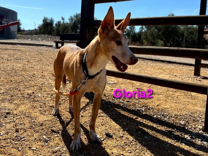 Gloria2 geb. 05/2023 (ESP) - liebe und intelligente Podenca wünscht sich ein liebevolles Zuhause!