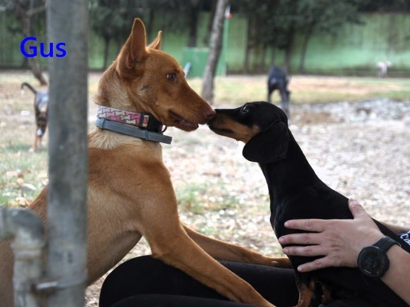 Gus geb. 01/2025 (ESP) - verspielter, fröhlicher und verschmuster, junger Podenco!