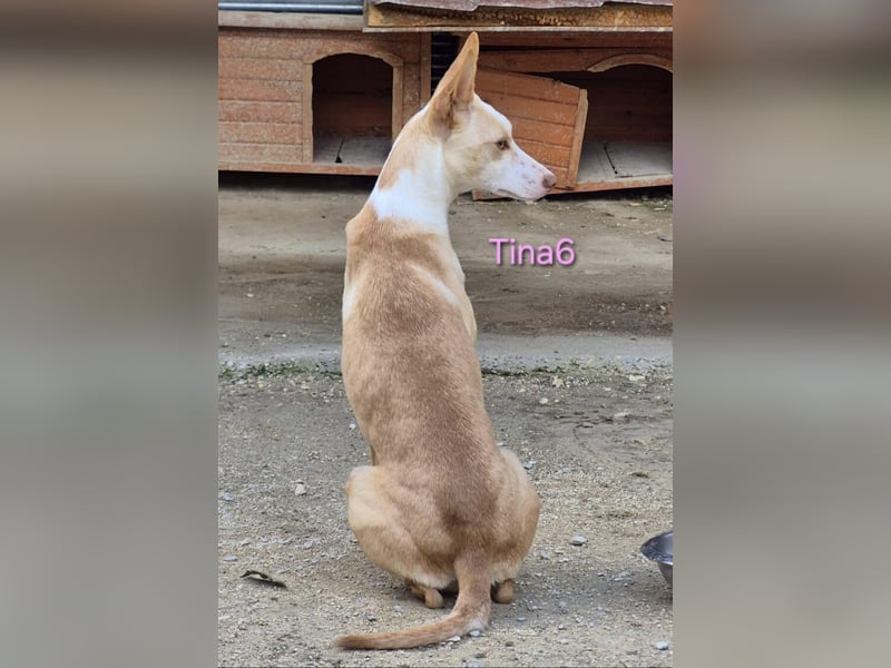 Tina6 geb. 09/2023 (ESP) - aktive, fröhliche, edle und sehr liebe Podenca sucht ein Zuhause!