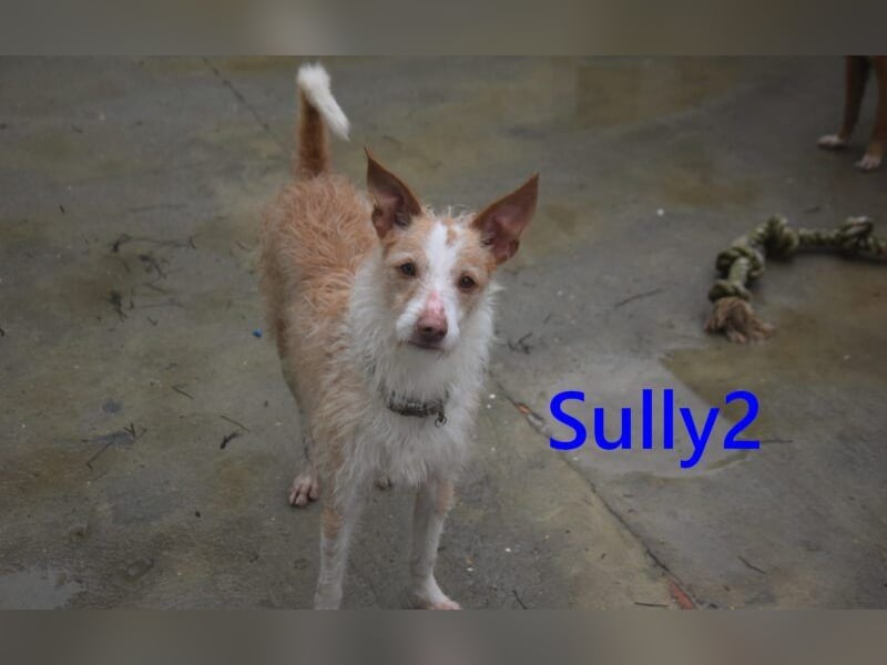 Sully2 geb. 02/2025 (ESP) - süßer Podenco-Rüde sucht dringend ein ruhiges + liebevolles Zuhause!