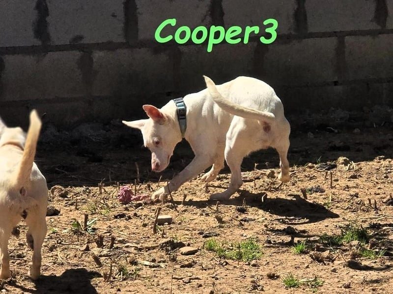 Cooper3 geb. 03/2022 (ESP) - lieber, aktiver Podenco der Kinder liebt!