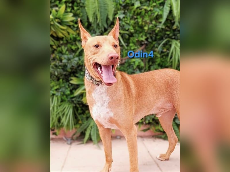 Odin4 geb. 01/2024 (ESP) - liebenswerter, edler und sanfter Podenco!