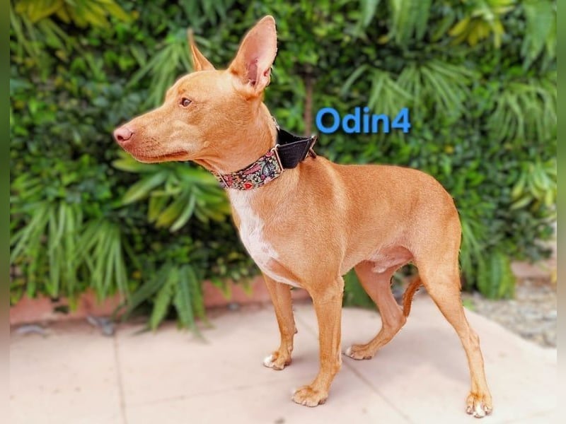 Odin4 geb. 01/2024 (ESP) - liebenswerter, edler und sanfter Podenco!