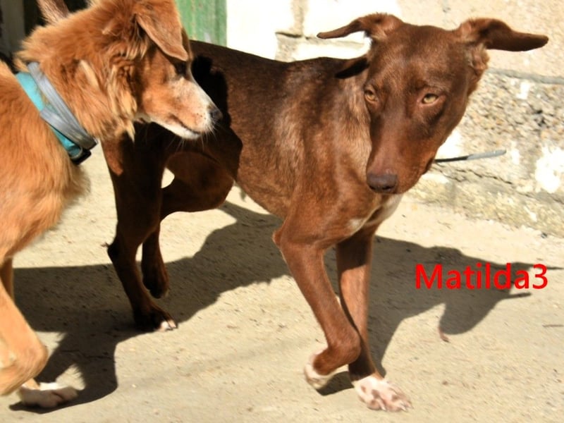 Matilda3 geb. 08/2024 (ESP) - liebenswerte, fröhliche und freundliche Podenca!