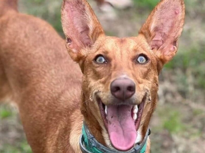 Yara2 geb. 05/2025 (ESP) - verspielte, wunderschöne Podenca sucht ihr Zuhause!