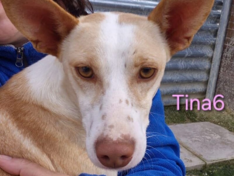 Tina6 geb. 09/2023 - wunderschöne, menschenbezogene Podenca sucht ihre Menschen!