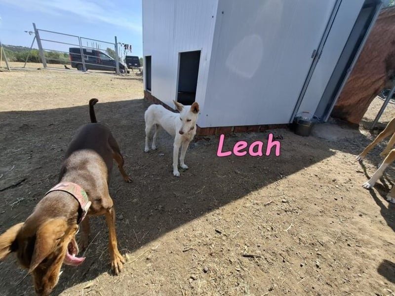 Leah geb. 07/2025 (ESP) - unkompliziert und wahnsinnig süß!