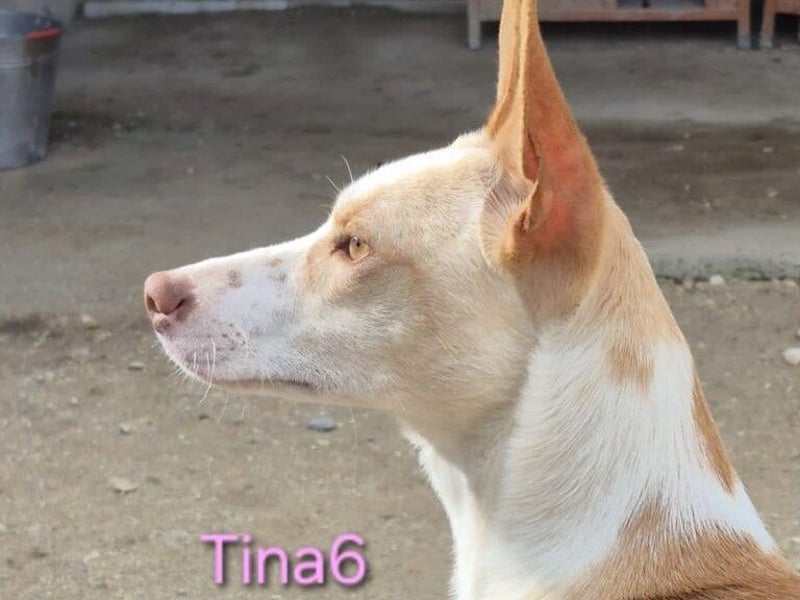 Tina6 geb. 09/2023 - wunderschöne, menschenbezogene Podenca sucht ihre Menschen!