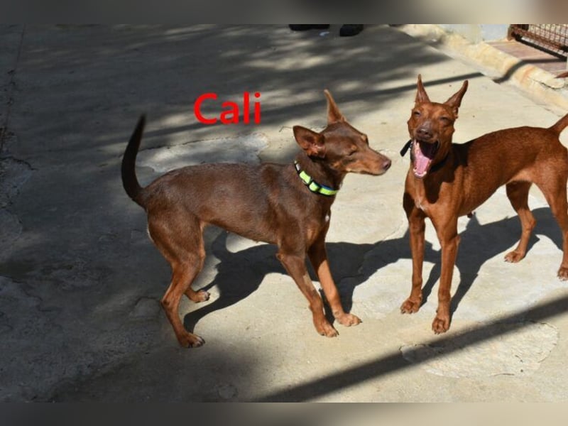 Cali geb. 05/2024 (ESP) - sehr süße, freundliche und menschenbezogene Podenco Orito Hündin!