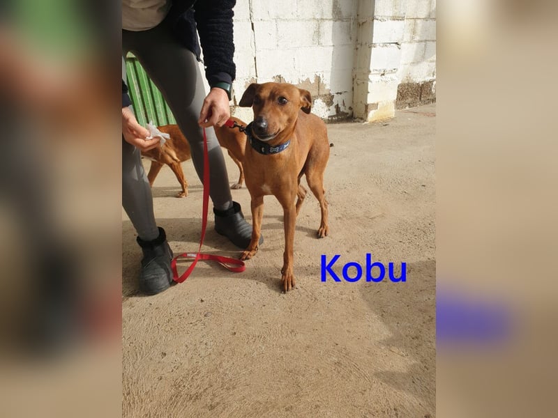 Kobu geb. 08/2023 (ESP) - menschenbezogener, wundervoller Podenco!