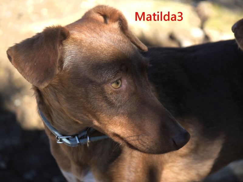 Matilda3 geb. 08/2024 (ESP) - liebenswerte, fröhliche und freundliche Podenca!