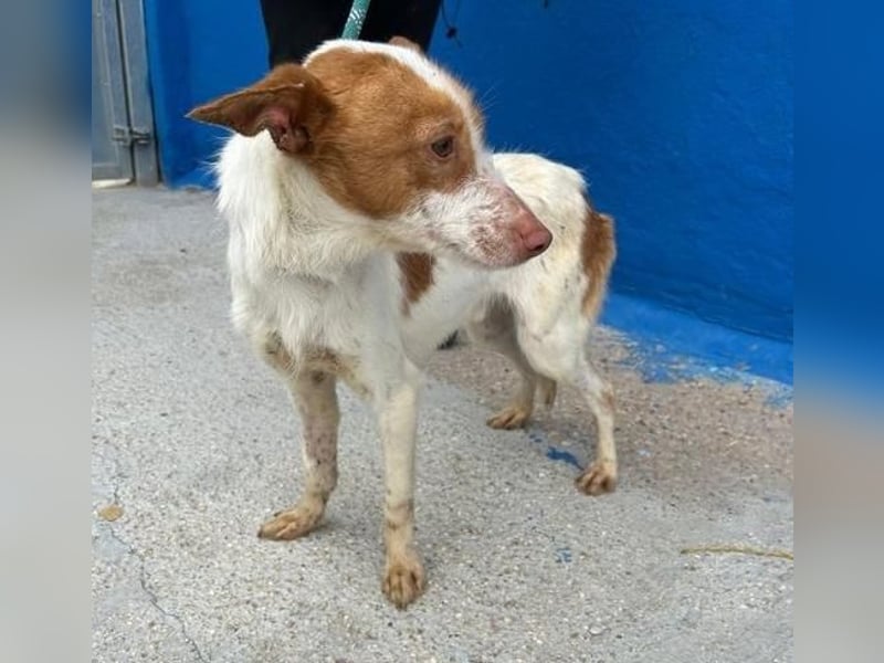 BALOO der nette unkomplizierte Hundemann