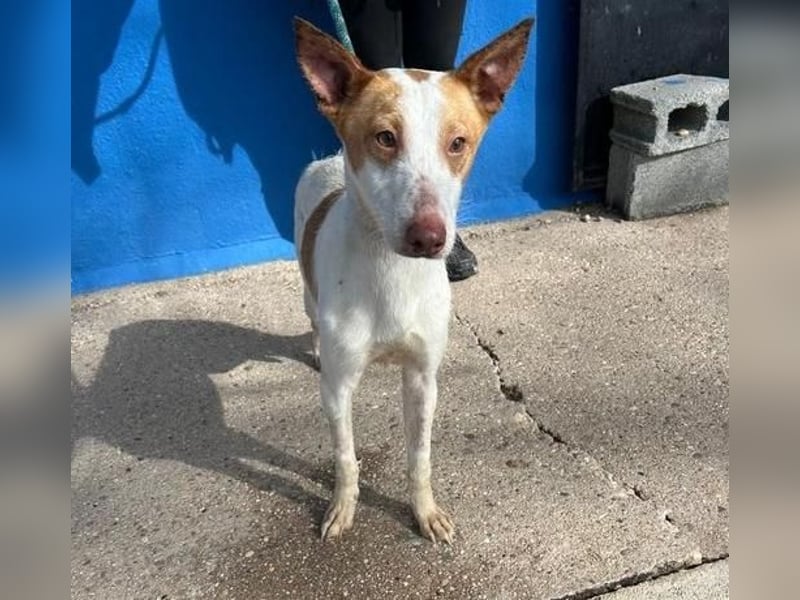 RAYOS der Menschen liebt