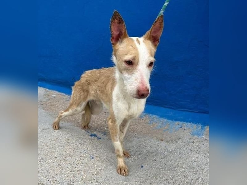 ATREU genießt sanfte Streicheleinheiten