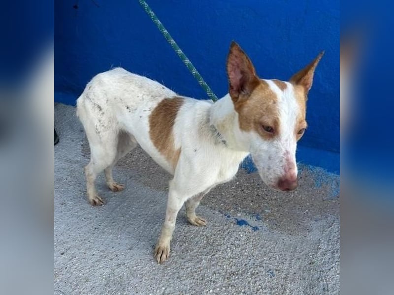 RAYOS der Menschen liebt