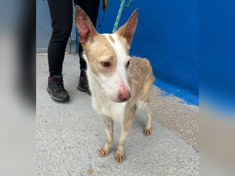 ATREU genießt sanfte Streicheleinheiten