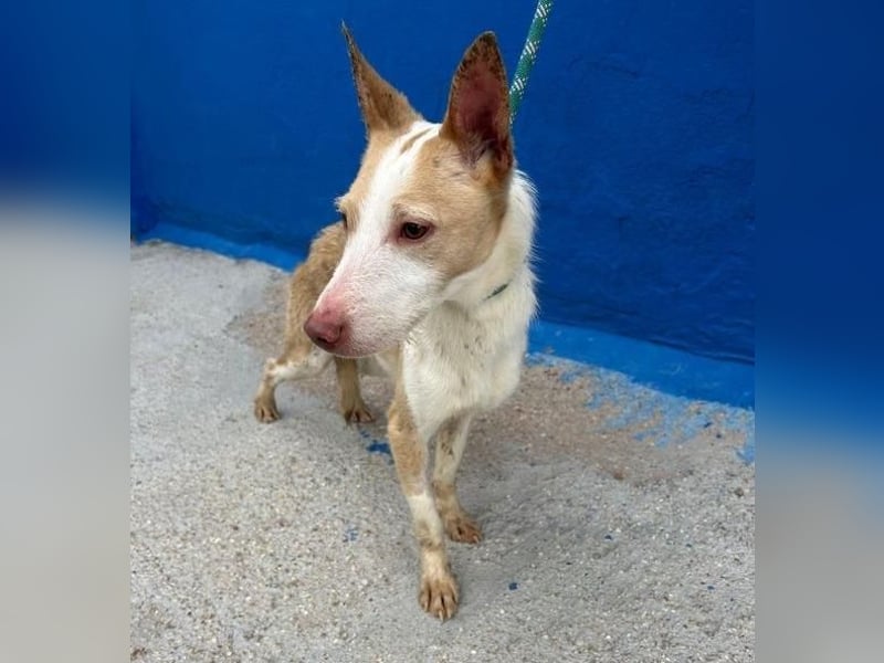 ATREU genießt sanfte Streicheleinheiten