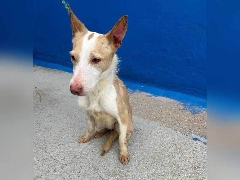 ATREU genießt sanfte Streicheleinheiten