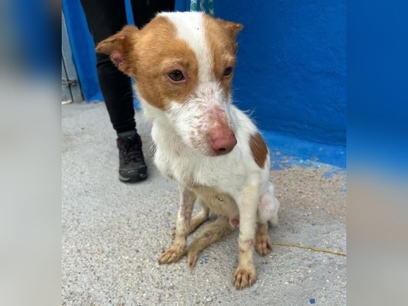 BALOO der nette unkomplizierte Hundemann