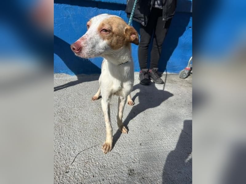 RAYOS der Menschen liebt