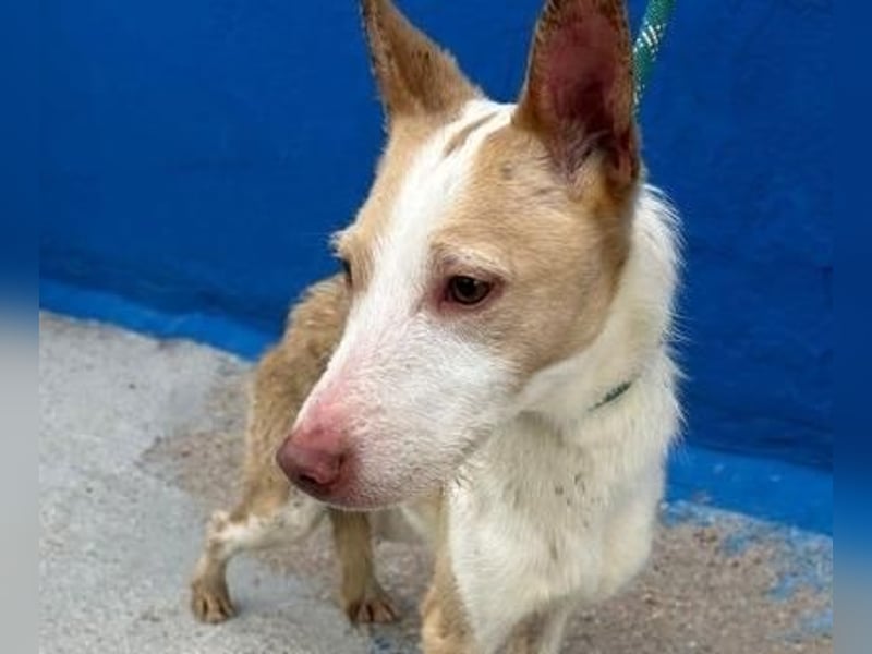 ATREU genießt sanfte Streicheleinheiten