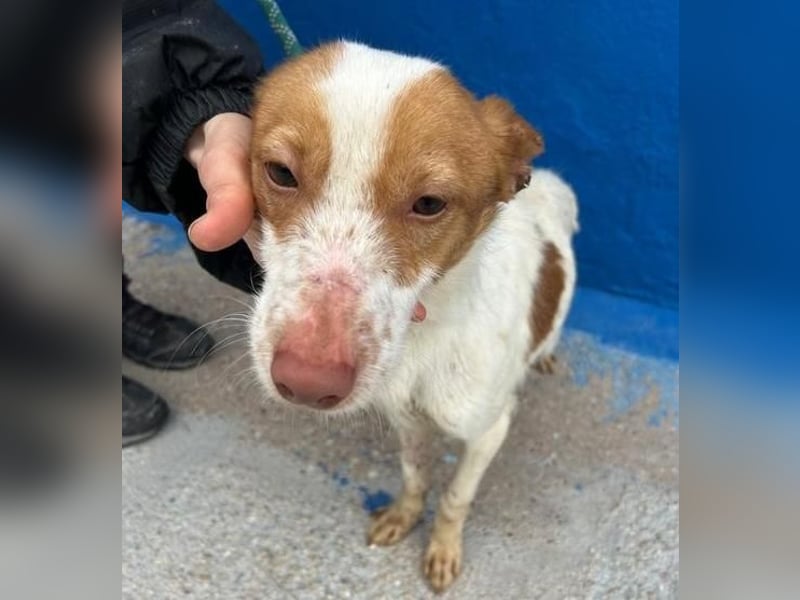 BALOO der nette unkomplizierte Hundemann