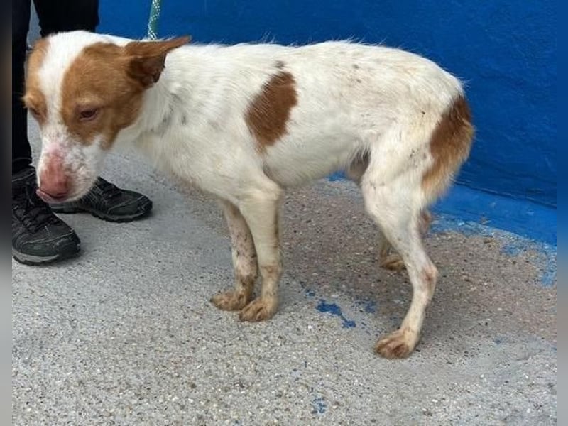 BALOO der nette unkomplizierte Hundemann