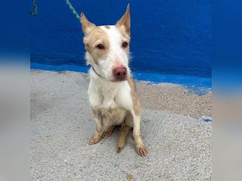 ATREU genießt sanfte Streicheleinheiten