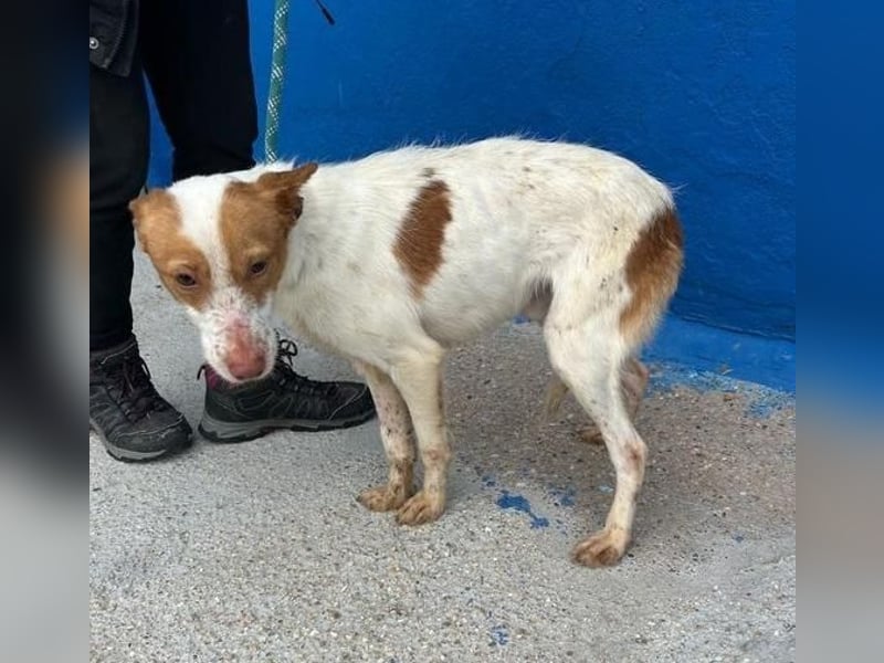 BALOO der nette unkomplizierte Hundemann