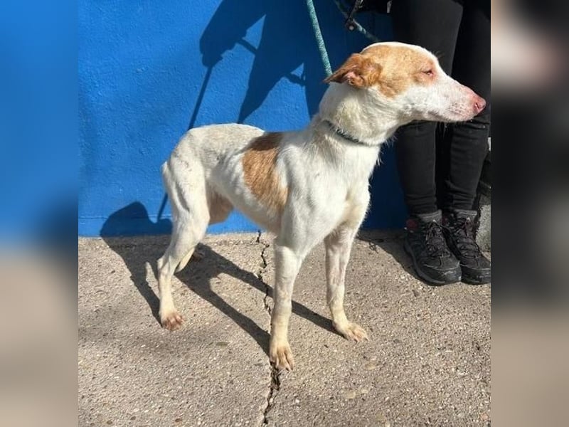 RAYOS der Menschen liebt