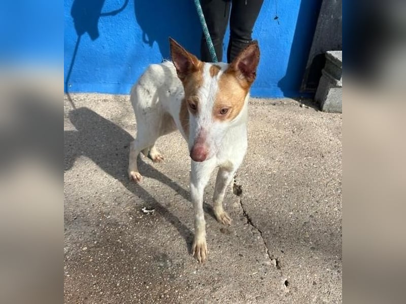 RAYOS der Menschen liebt