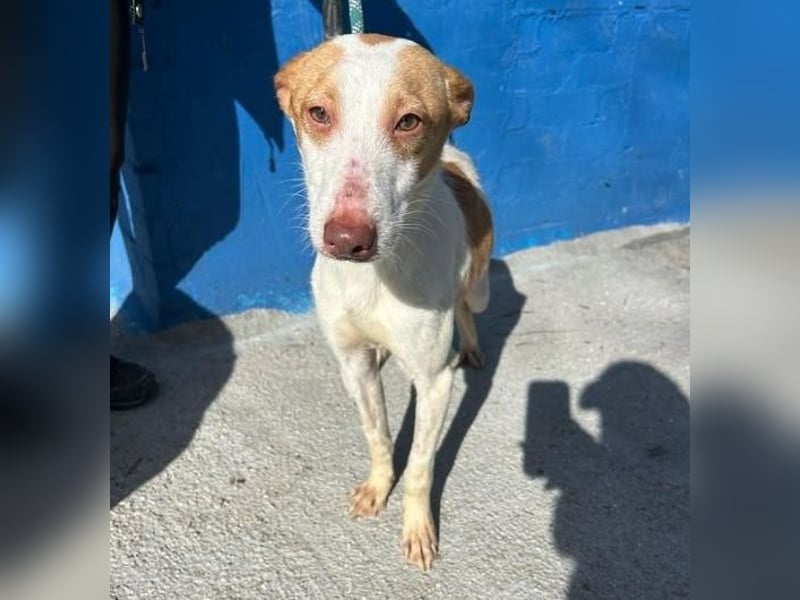 RAYOS der Menschen liebt