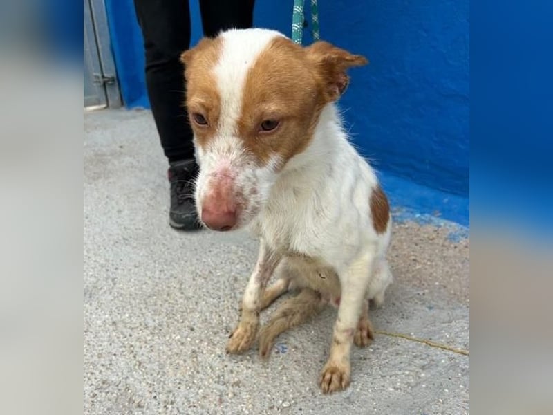 BALOO der nette unkomplizierte Hundemann