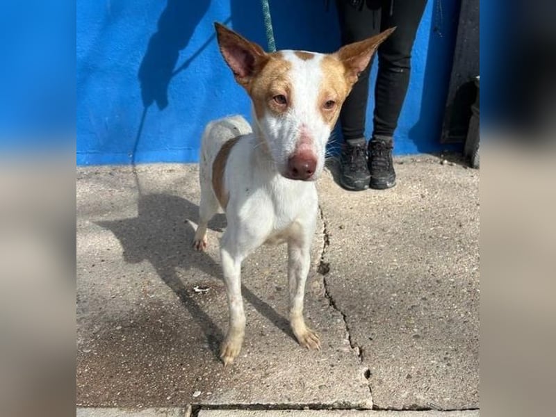 RAYOS der Menschen liebt