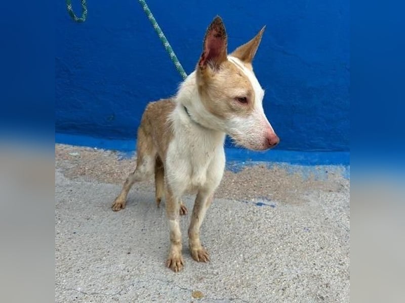 ATREU genießt sanfte Streicheleinheiten