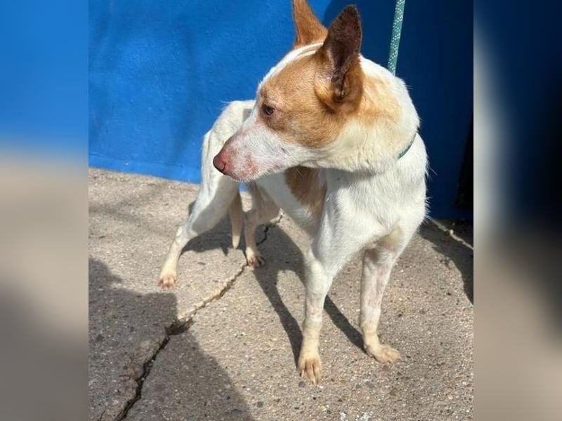 RAYOS der Menschen liebt