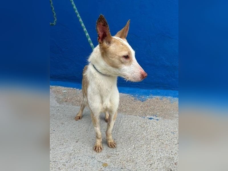 ATREU genießt sanfte Streicheleinheiten