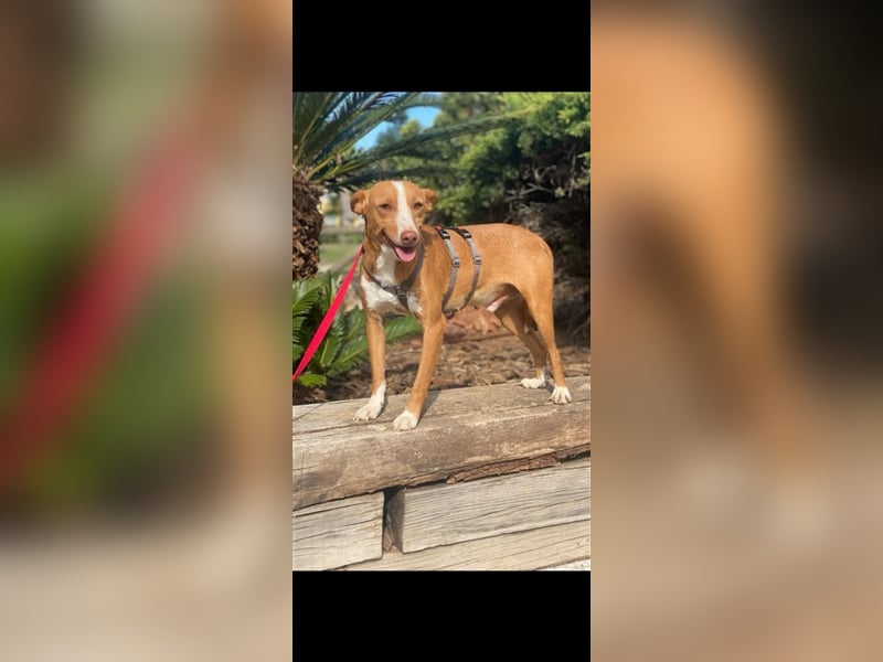 Triki - süßer, kleiner Podenco-Bube sucht seine Adoptanten