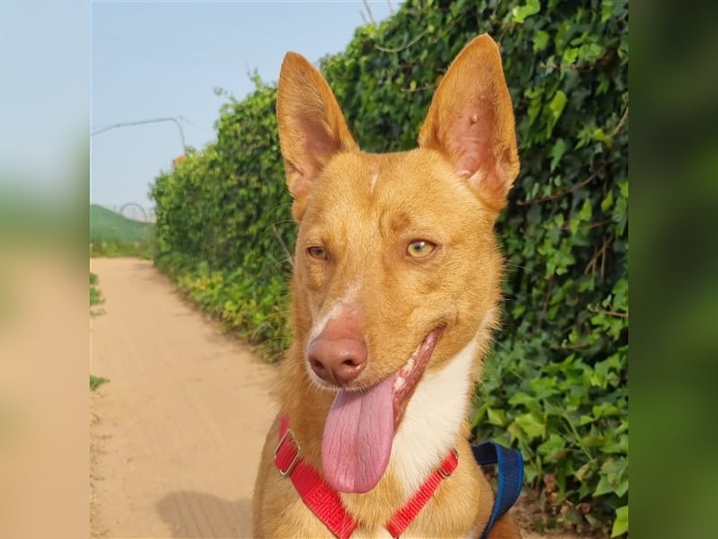 Gimbo - kleiner, lustiger Podenco-Rüde