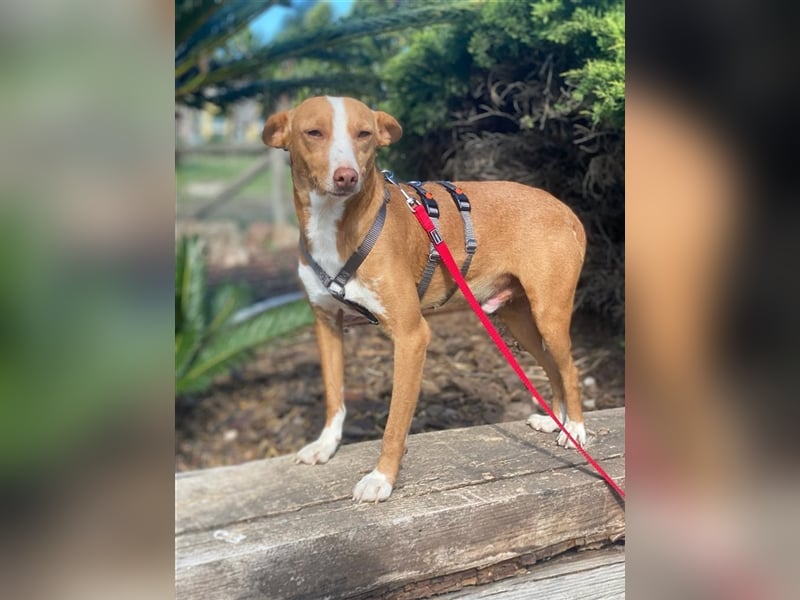 Triki - süßer, kleiner Podenco-Bube sucht seine Adoptanten
