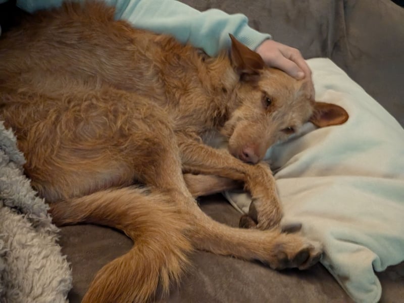 Zuma, liebevolle Podenca sucht ihre Menschen