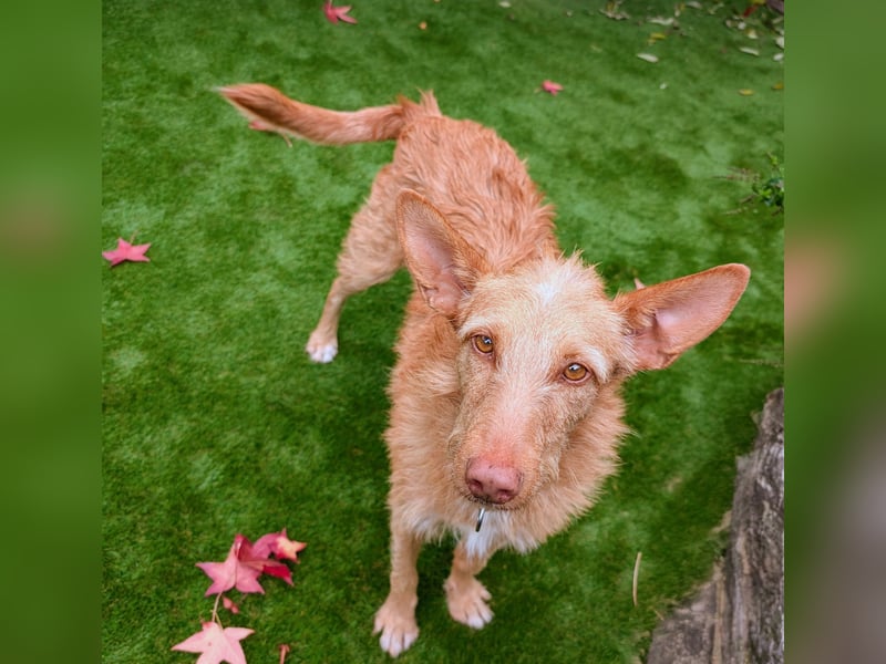 Zuma, liebevolle Podenca sucht ihre Menschen