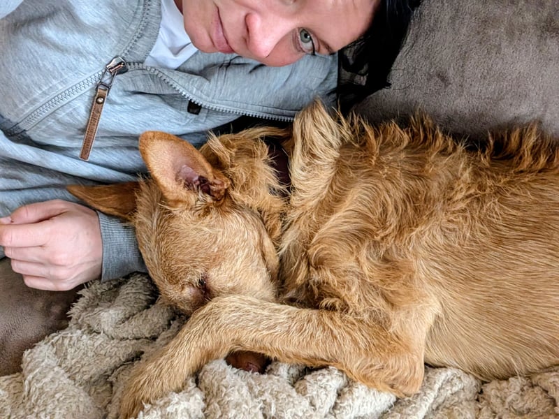 Zuma, liebevolle Podenca sucht ihre Menschen