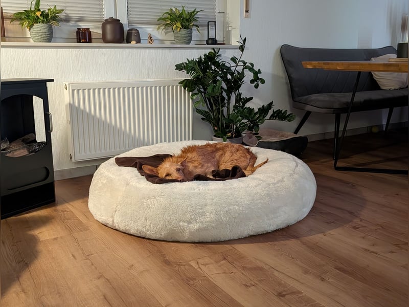 Zuma, liebevolle Podenca sucht ihre Menschen