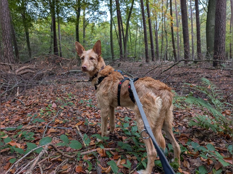 Zuma, liebevolle Podenca sucht ihre Menschen