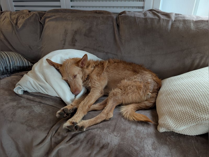 Zuma, liebevolle Podenca sucht ihre Menschen