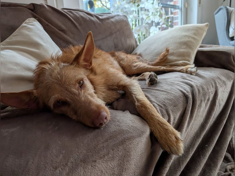 Zuma, liebevolle Podenca sucht ihre Menschen