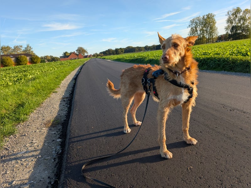 Zuma, liebevolle Podenca sucht ihre Menschen